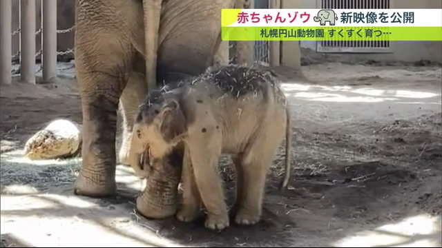 すくすく順調に育っている赤ちゃんゾウ（円山動物園　提供）