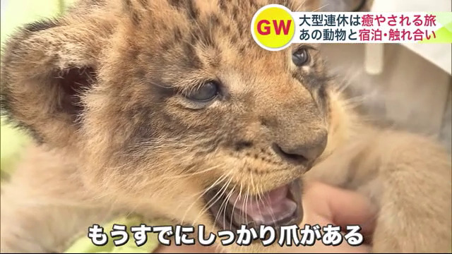 ライオンの赤ちゃんを抱っこできる