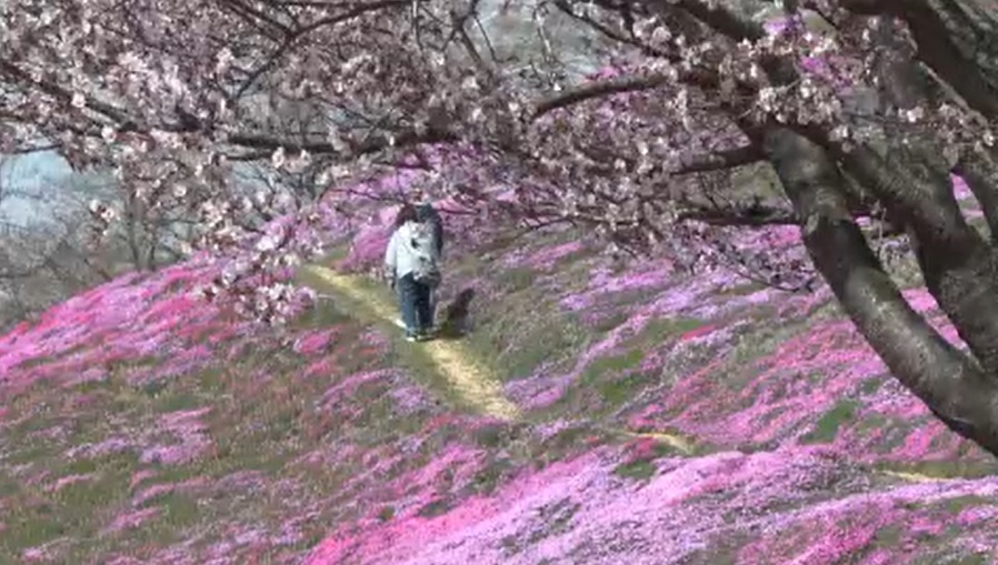 「芝桜まつり」に多くの観光客が訪れる