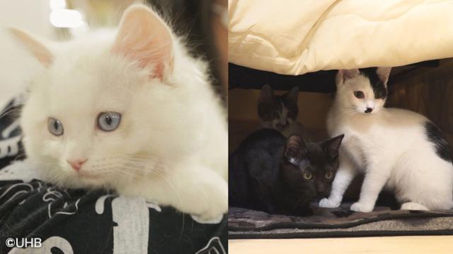 テレビ番組 SASARU　＃13「萌えだん・岡将太郎くん」