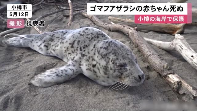 北海道ニュース Uhb Uhb 北海道文化放送