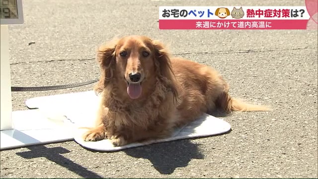 北海道ニュース Uhb Uhb 北海道文化放送