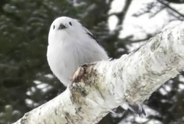 雪の妖精 シマエナガ】北海道に生息する小さくてカワイイ野鳥 ふわっ