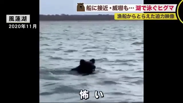 湖を泳ぐ…体長2メートルほどのクマ