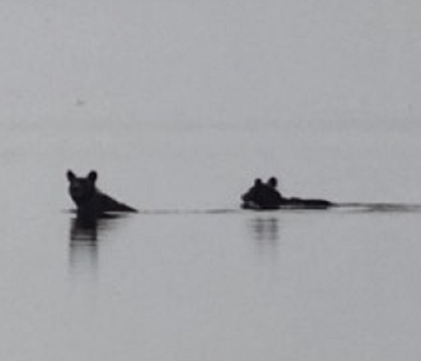 風蓮湖を泳ぐクマ（提供：レイクサンセット ）
