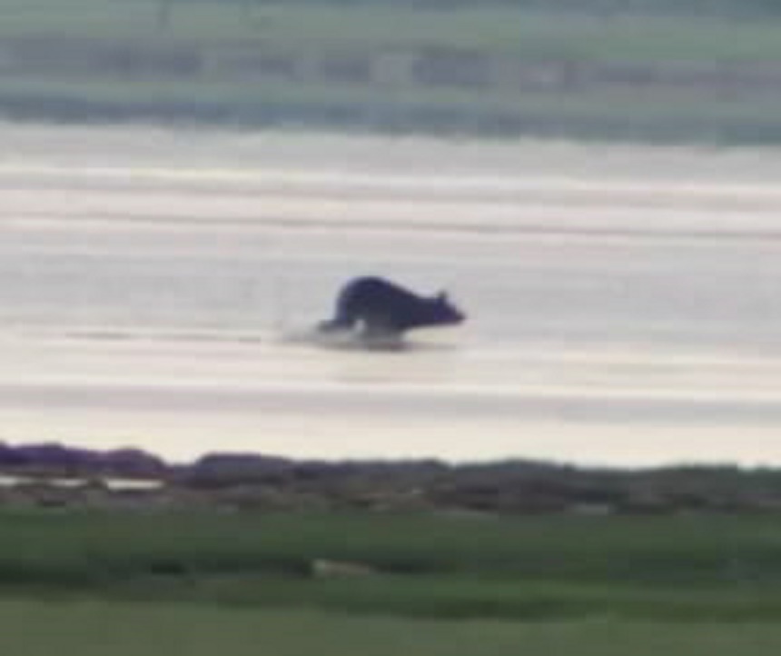 上陸時に疾走するヒグマ（提供：レイクサンセット ）