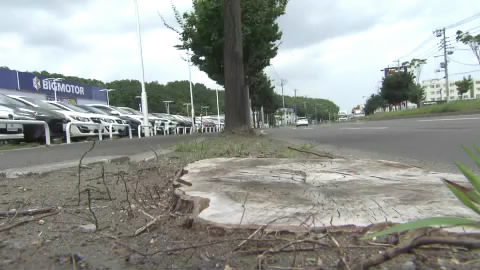 札幌市内で街路樹が枯れた現場