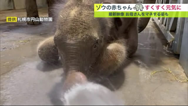 水浴びする赤ちゃんゾウ