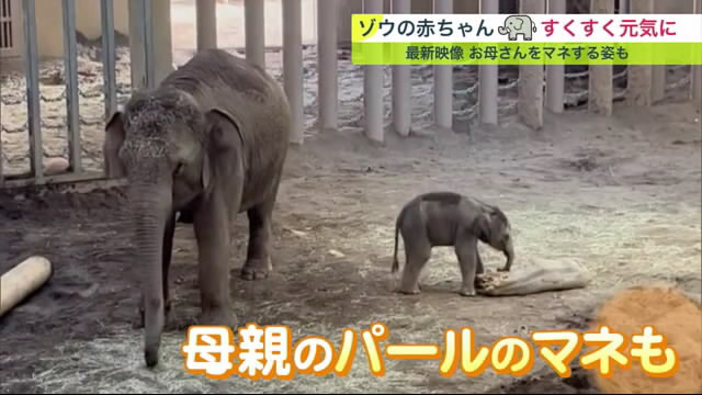 母親のマネをする赤ちゃんゾウ