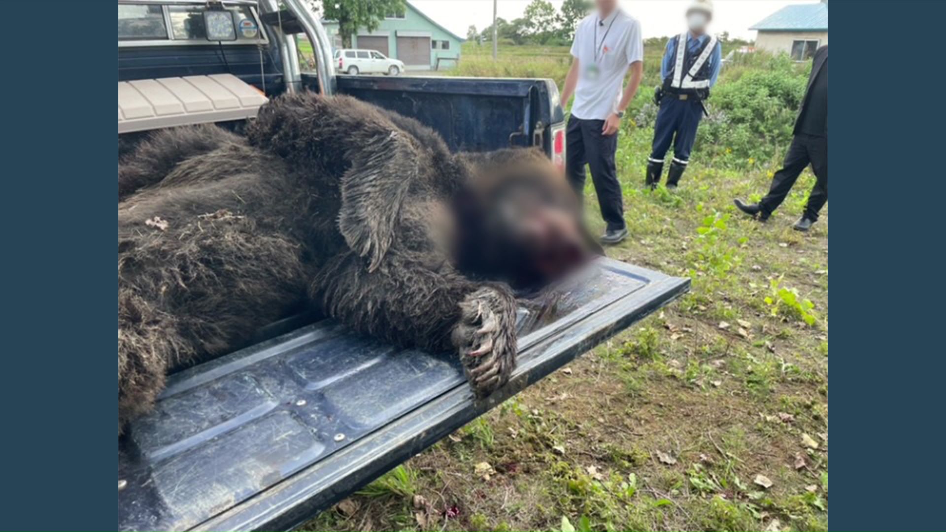 美唄市で体長約1.7メートルのクマ1頭が駆除