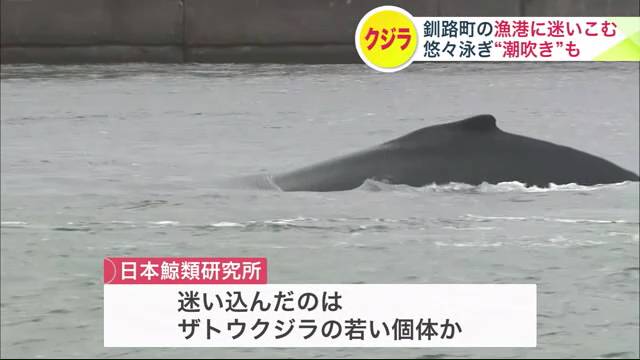 釧路町の漁港に迷い込むクジラ