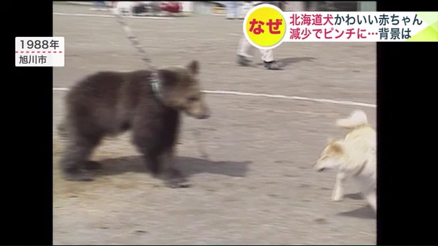 ヒグマに立ち向かう北海道犬