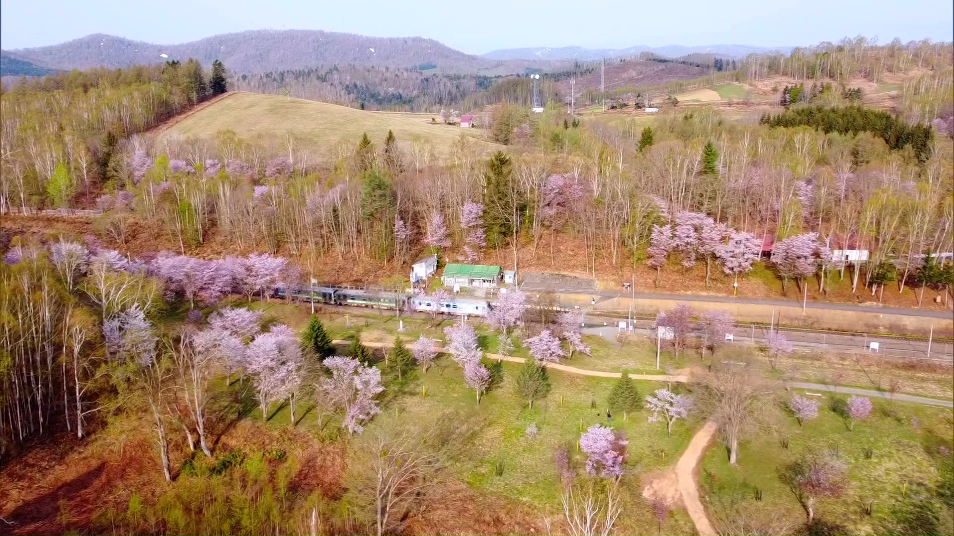 【北海道さくらスケッチ】「北海道のサクラは初めて」「癒された」塩狩峠の一面をピンクに染め上げるエゾヤマザクラ 標高が高く見ごろは少し遅め…列車と桜の共演も