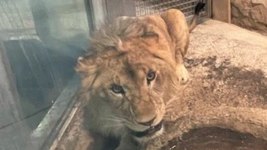 “オスのはずが実はメスだったライオン” の返却から約3週間…ついに新たなオスライオンが到着 今度は立派な「たてがみ」見られる！ 一般公開へ　北海道札幌市円山動物園