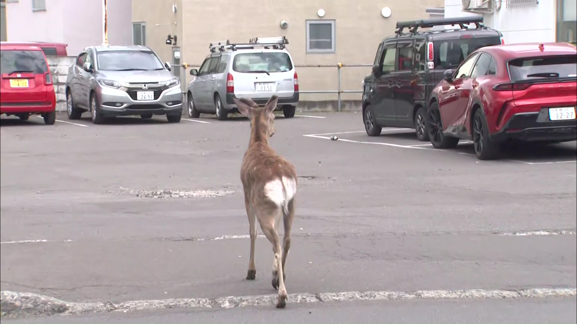 民家の庭に居座るシカ