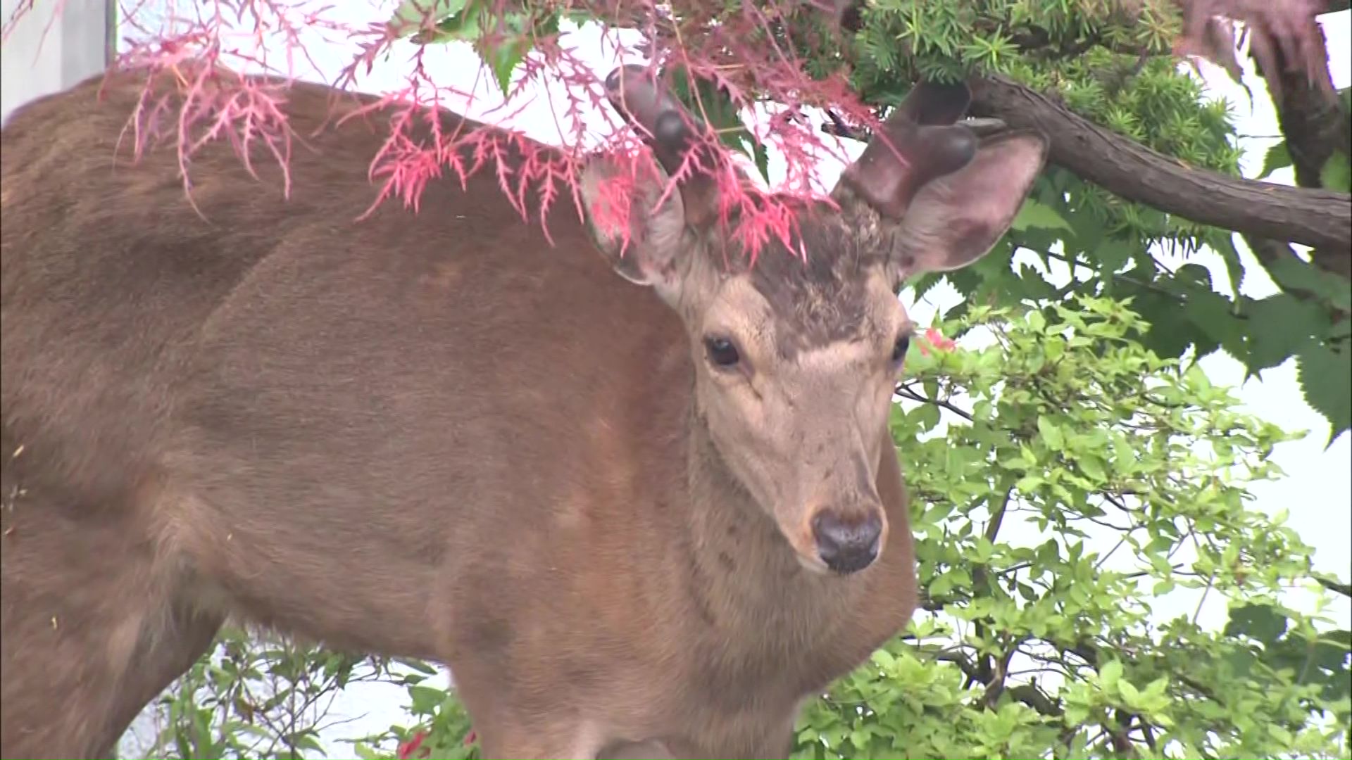 シカは体長1メートル程
