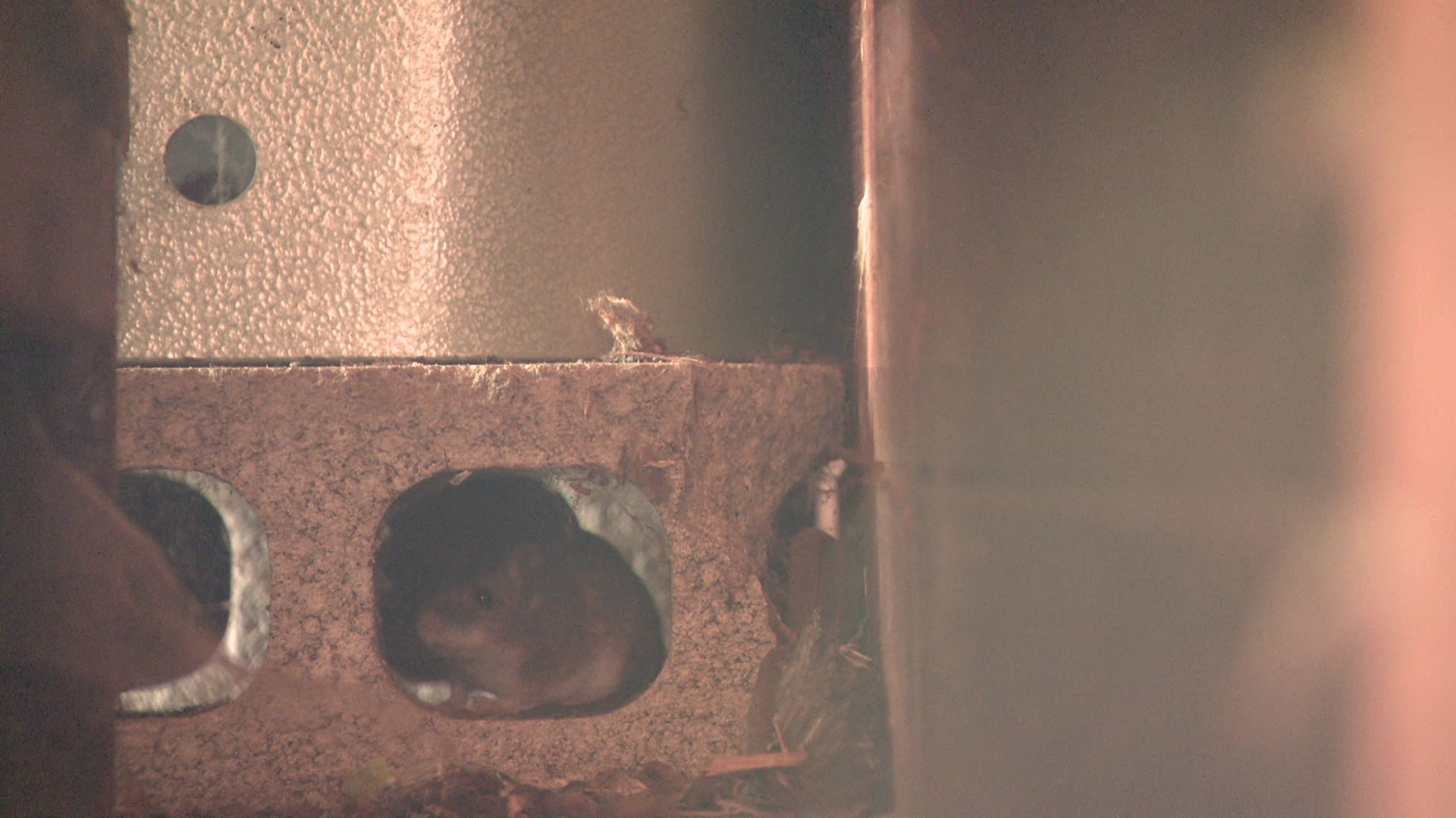 ネズミはブロックの中にも