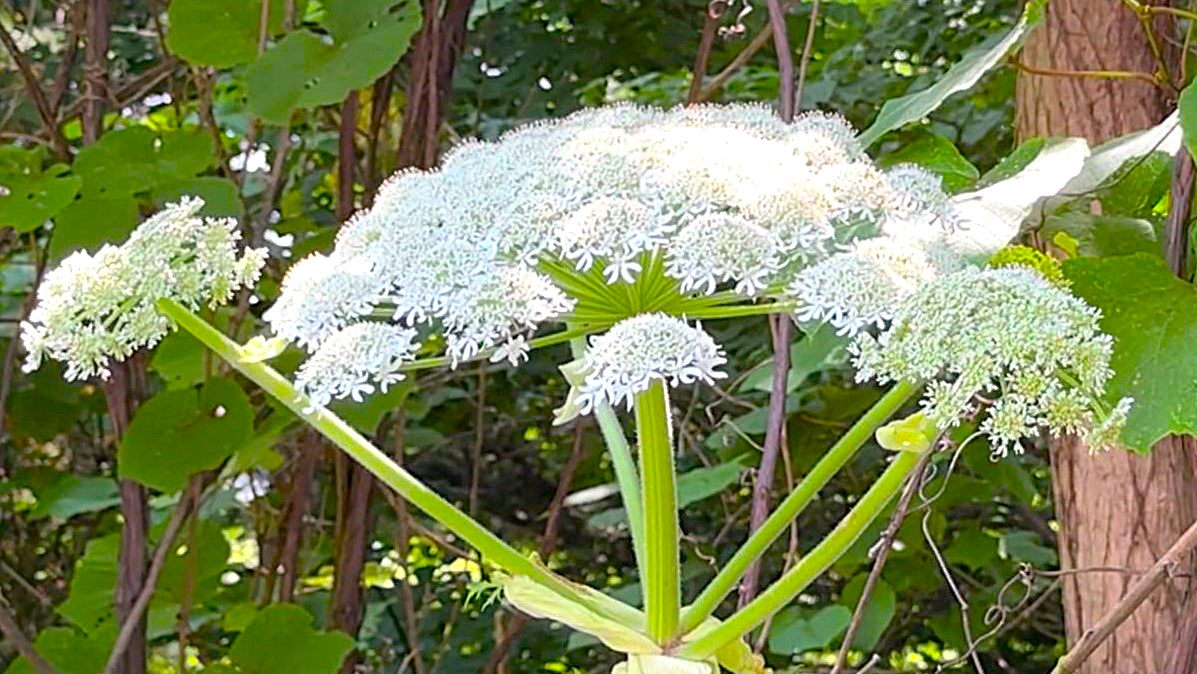 北大で発見された「ジャイアント・ホグウィード」と思われる植物(視聴者提供)