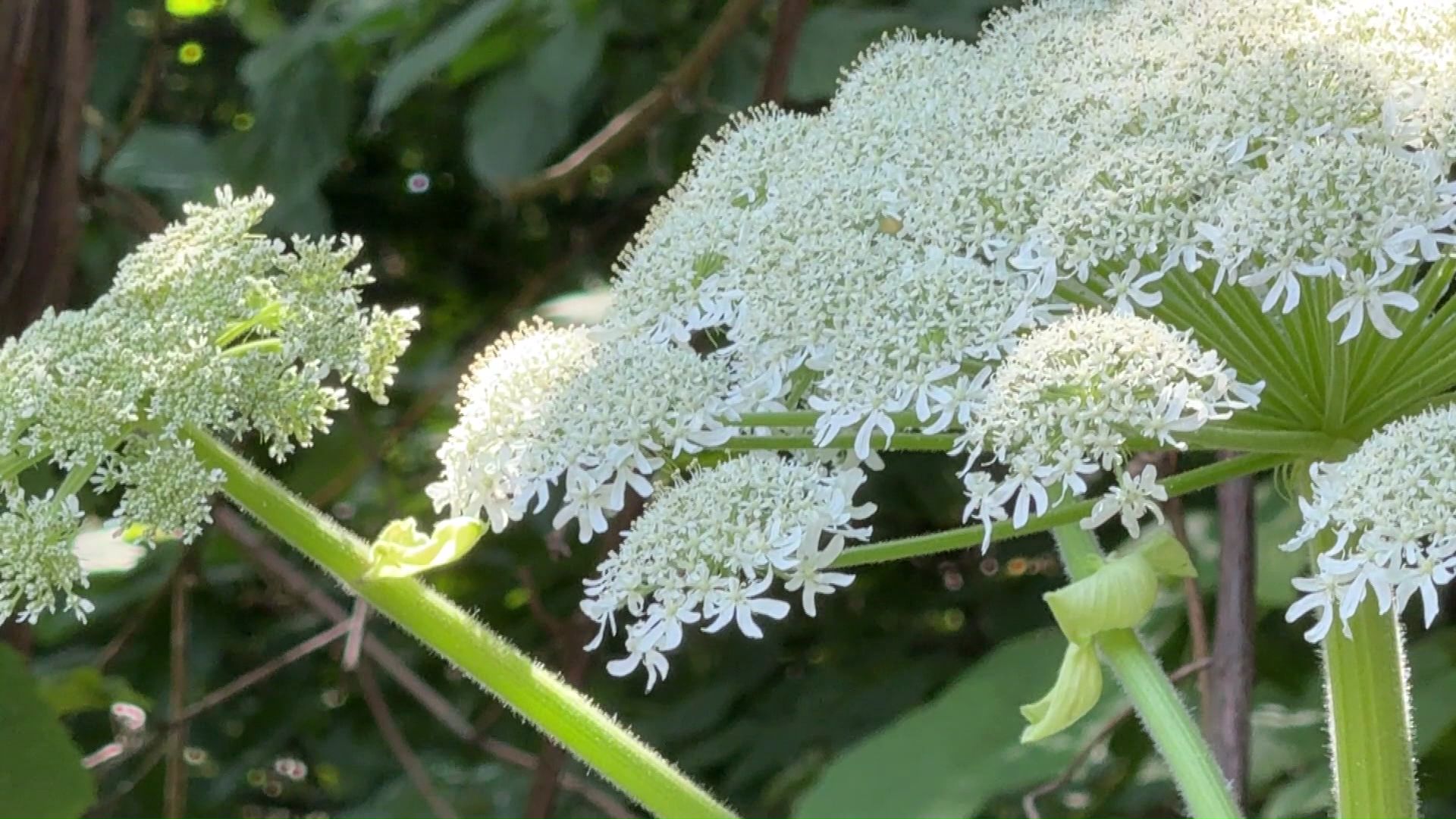 バイカルハナウドとみられる植物(撮影:視聴者)