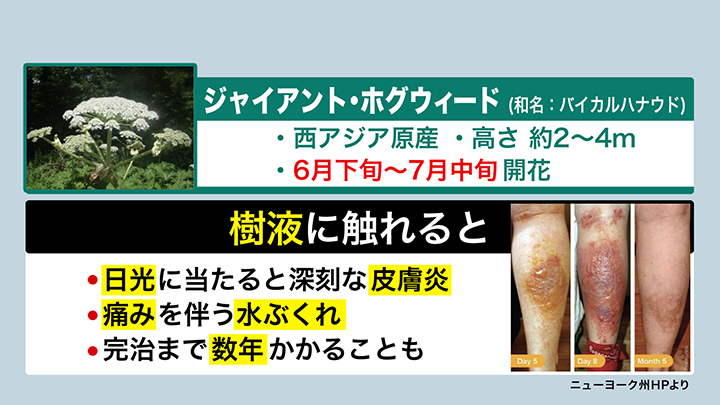 触れたあと太陽光に当たると皮膚炎に…