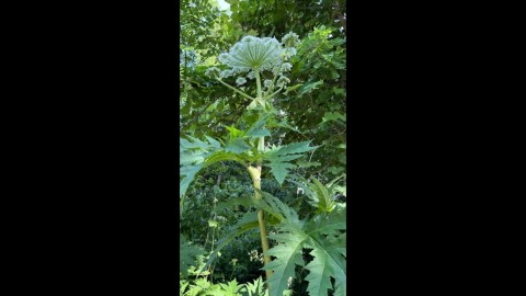 2年前に撮影されたバイカルハナウドとみられる植物(撮影:視聴者)