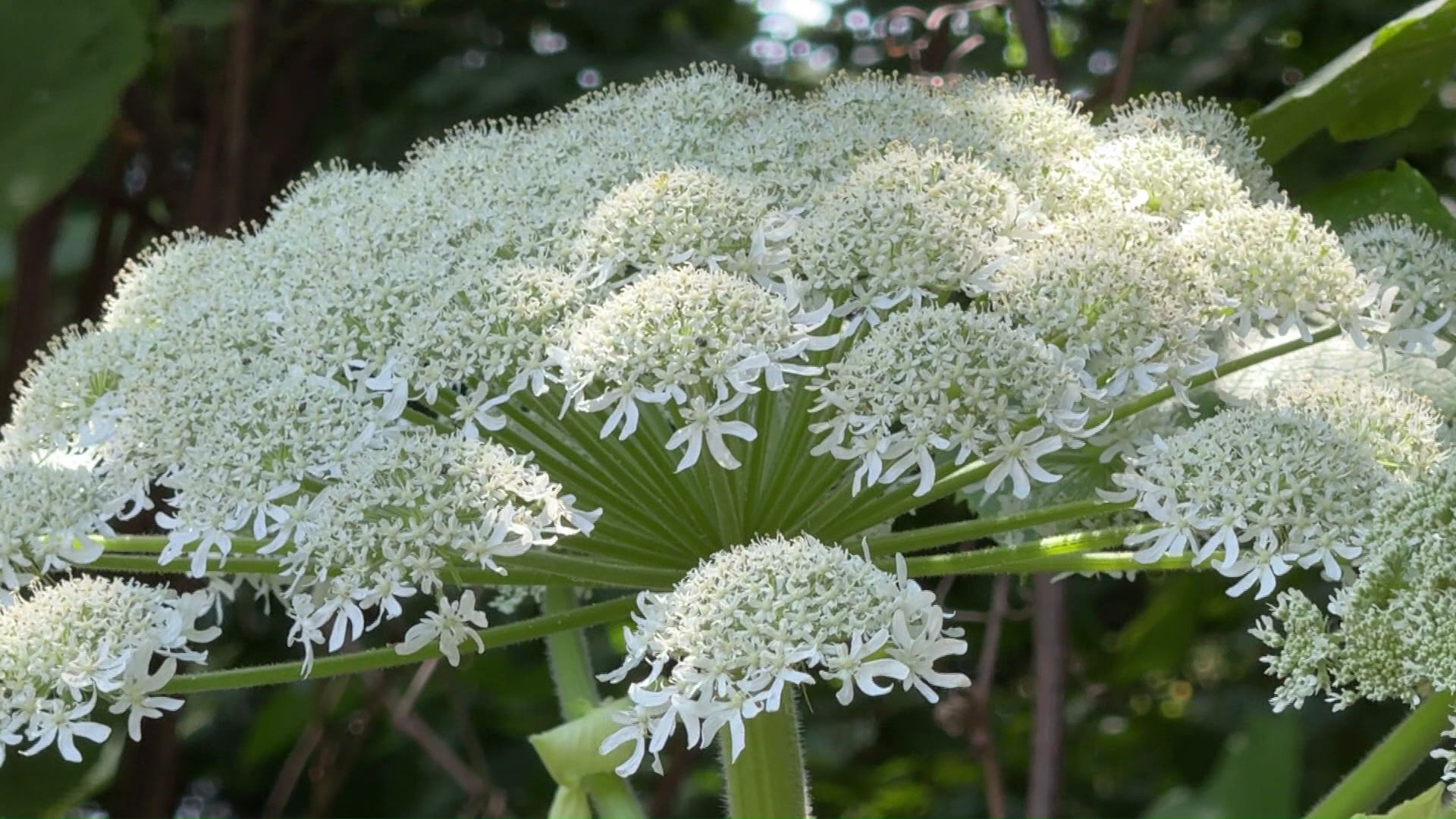 大学構内で発見されたジャイアント・ホグウィード(和名:バイカルハナウド)とみられる植物(視聴者提供)