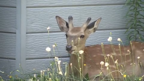 豊平区の住宅の横で休むシカ