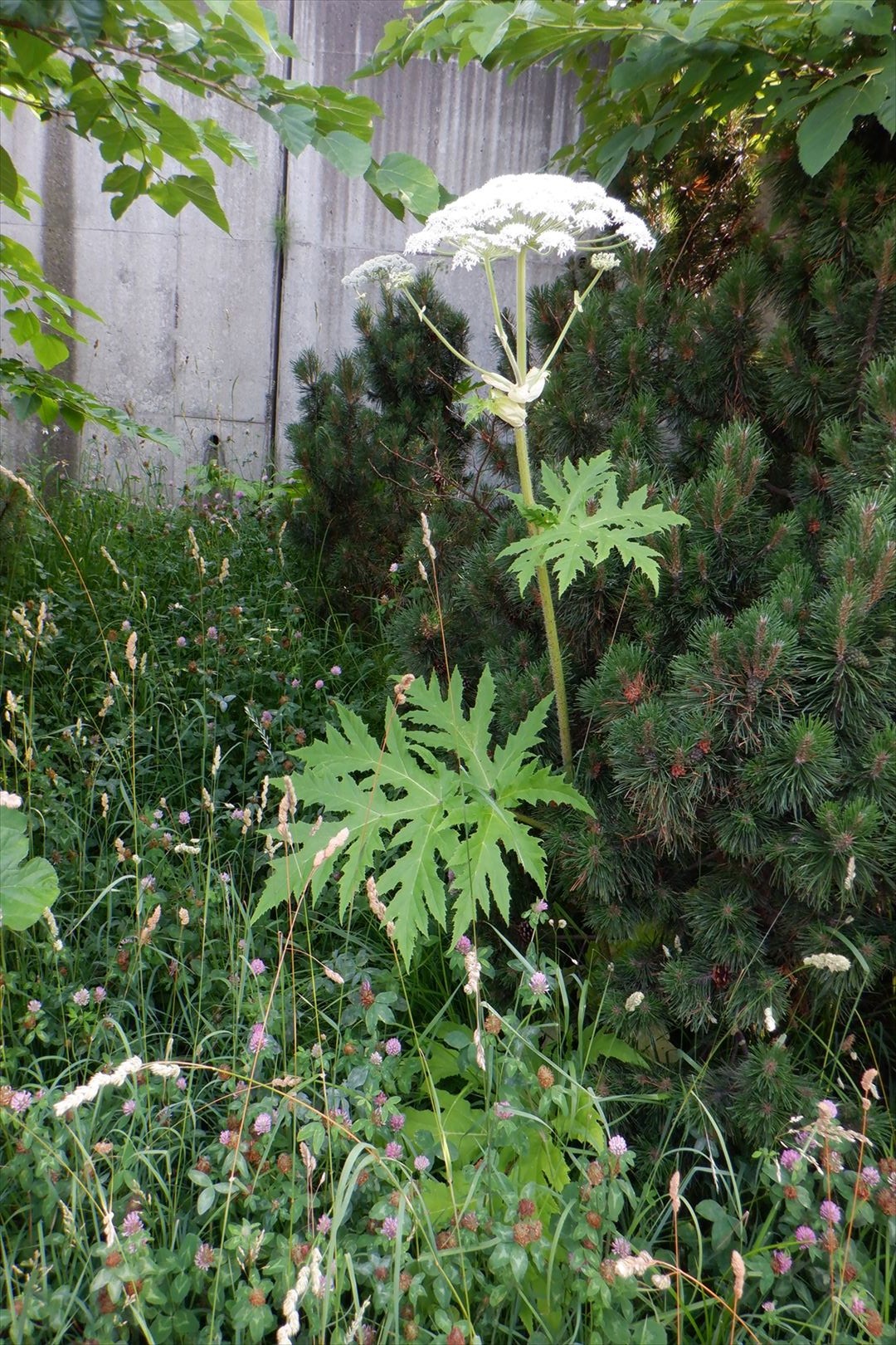 白石区で発見されたバイカルハナウドの可能性がある植物