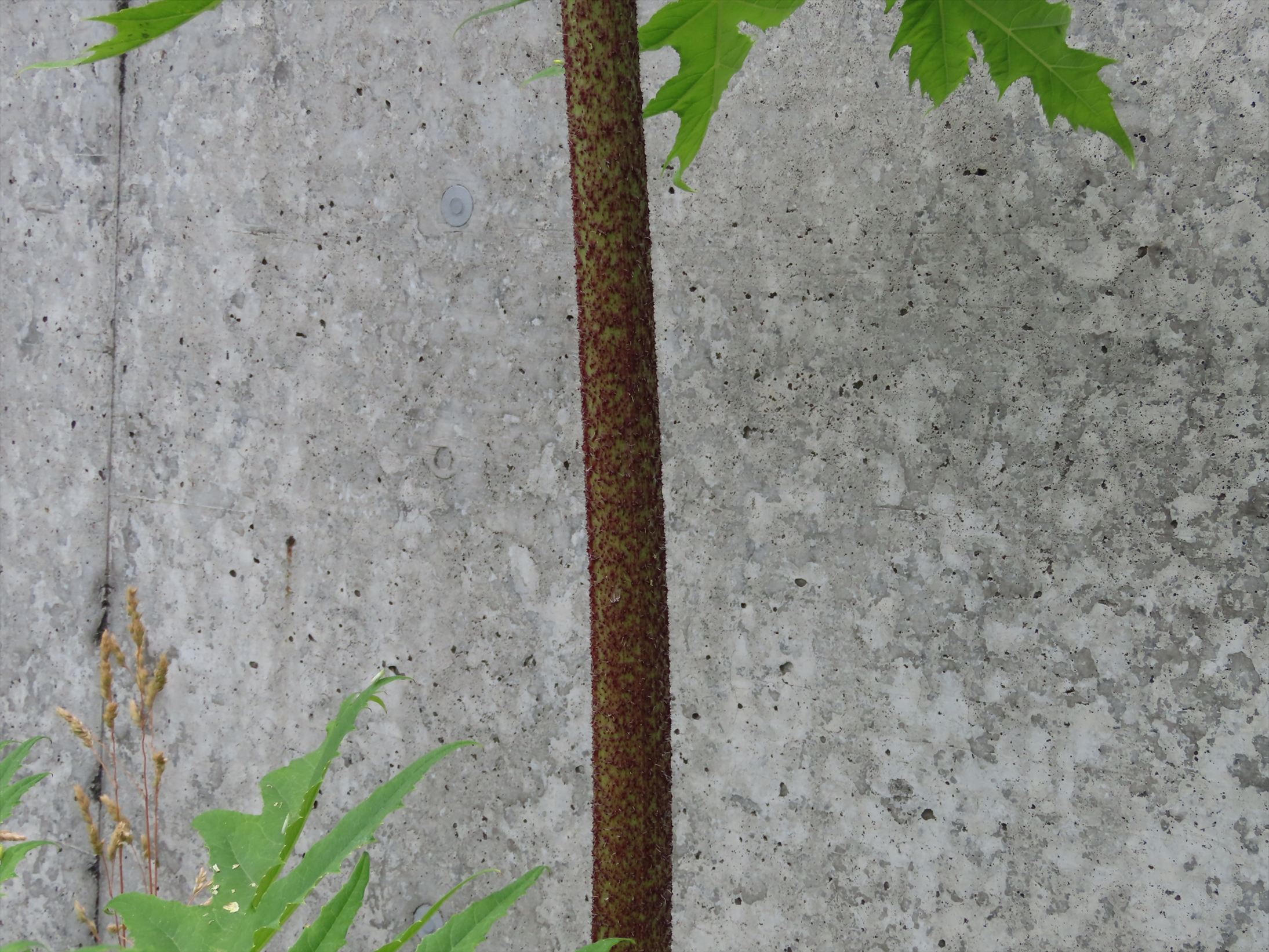 茎の下部は赤紫色(提供:札幌市)