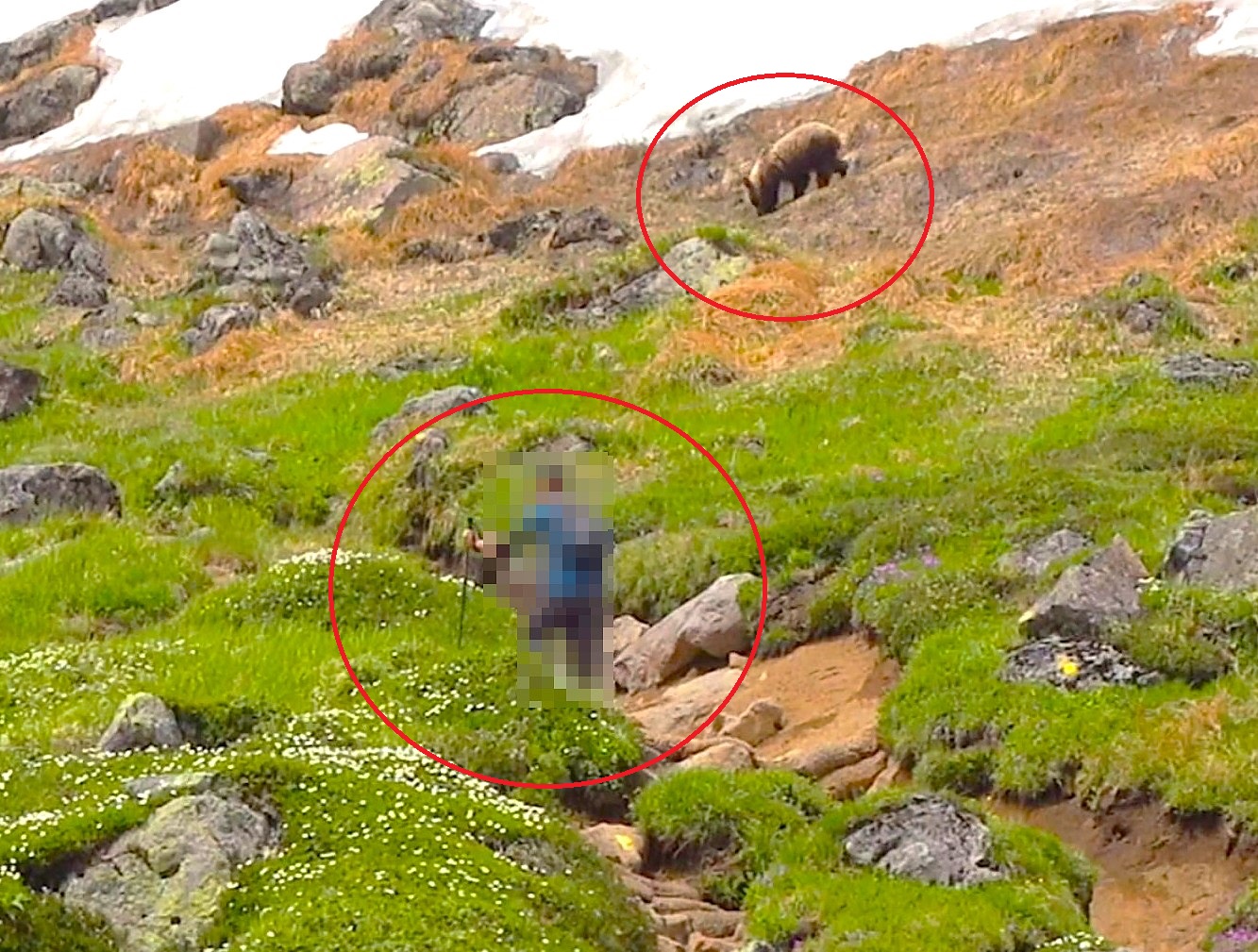 自らクマに近づいていく登山者(撮影:視聴者)