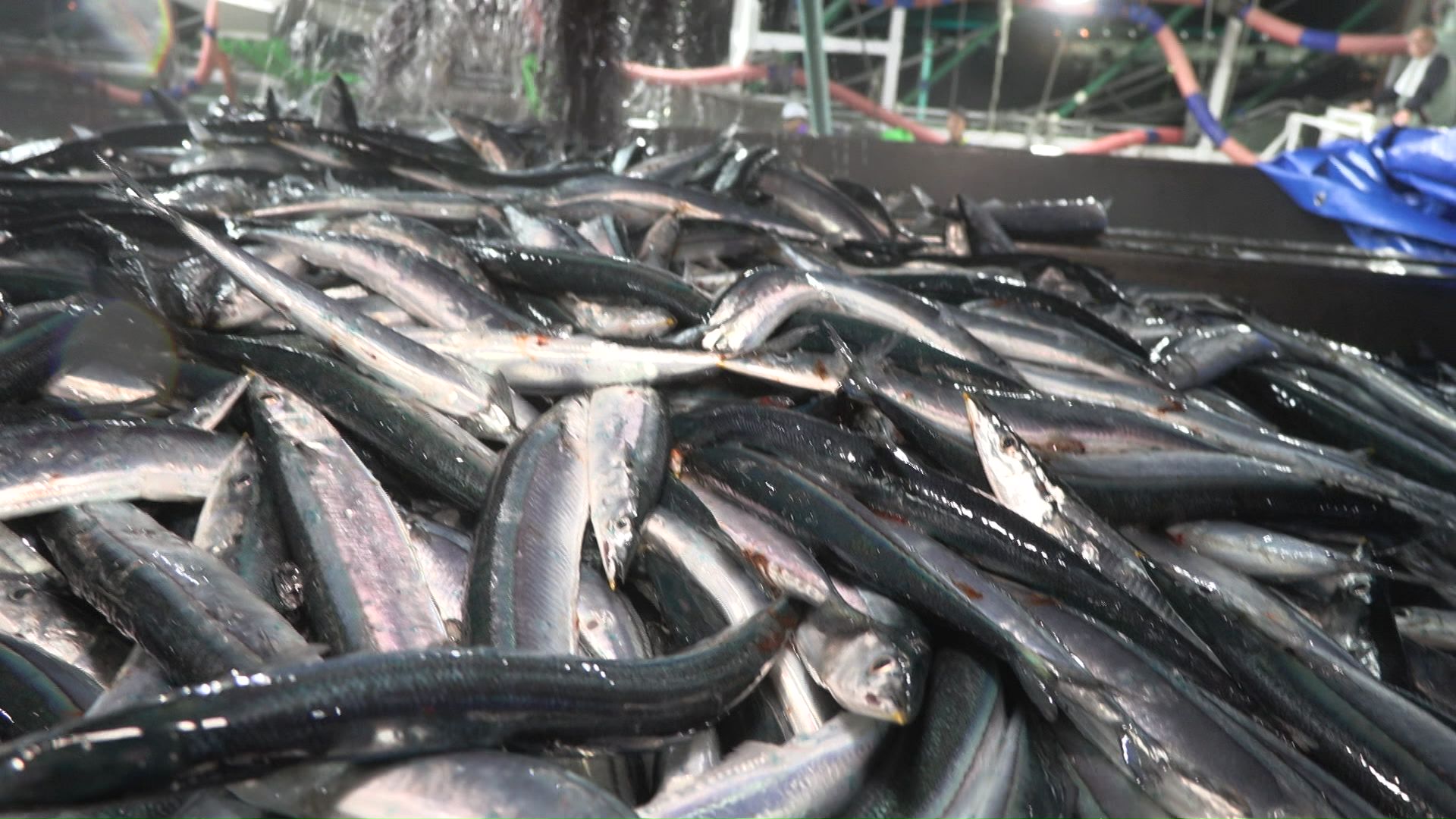 水揚げされたサンマ