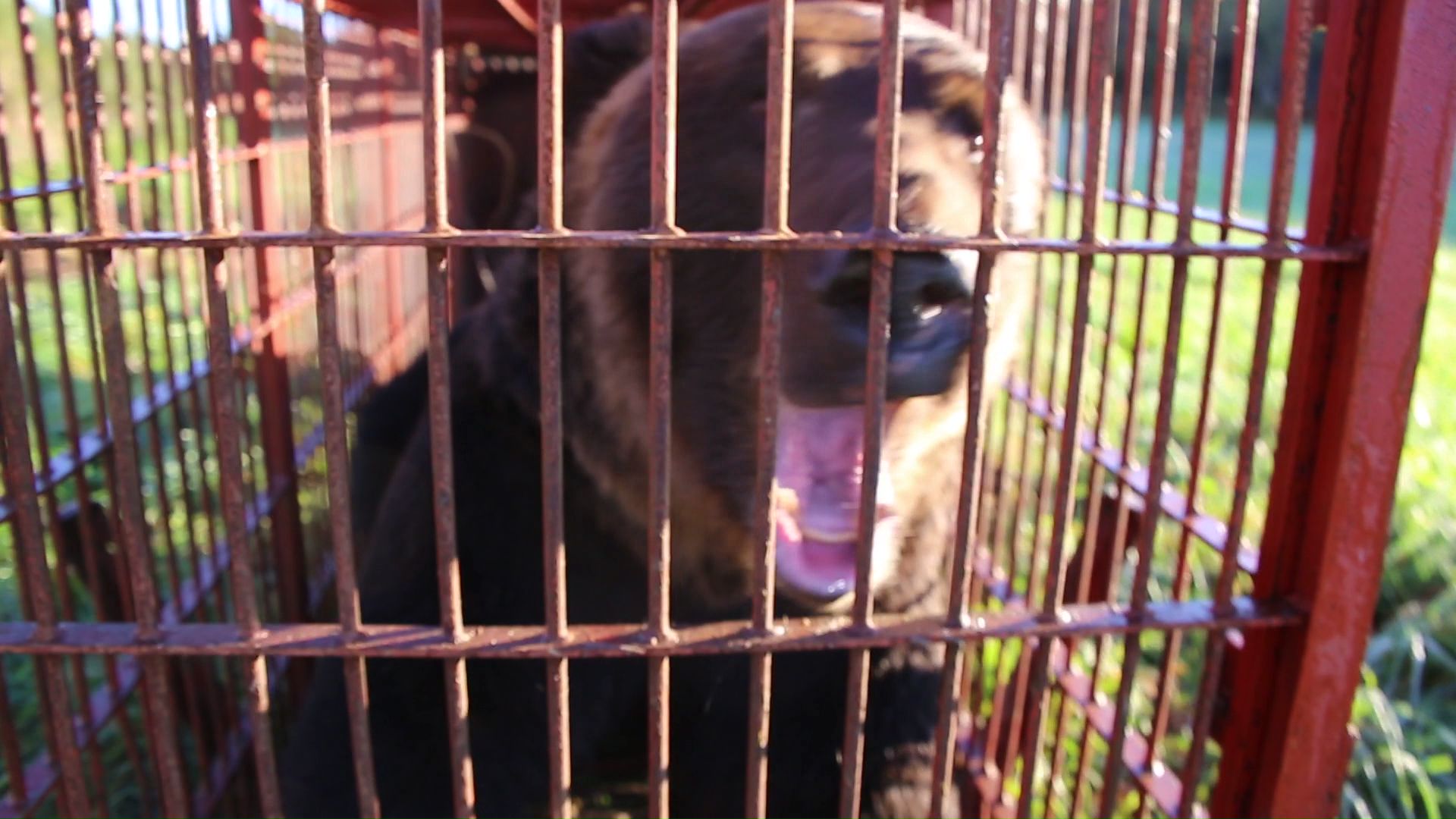 体重300キロの巨大なヒグマ(提供:苫前町猟友会 林豊行会長)