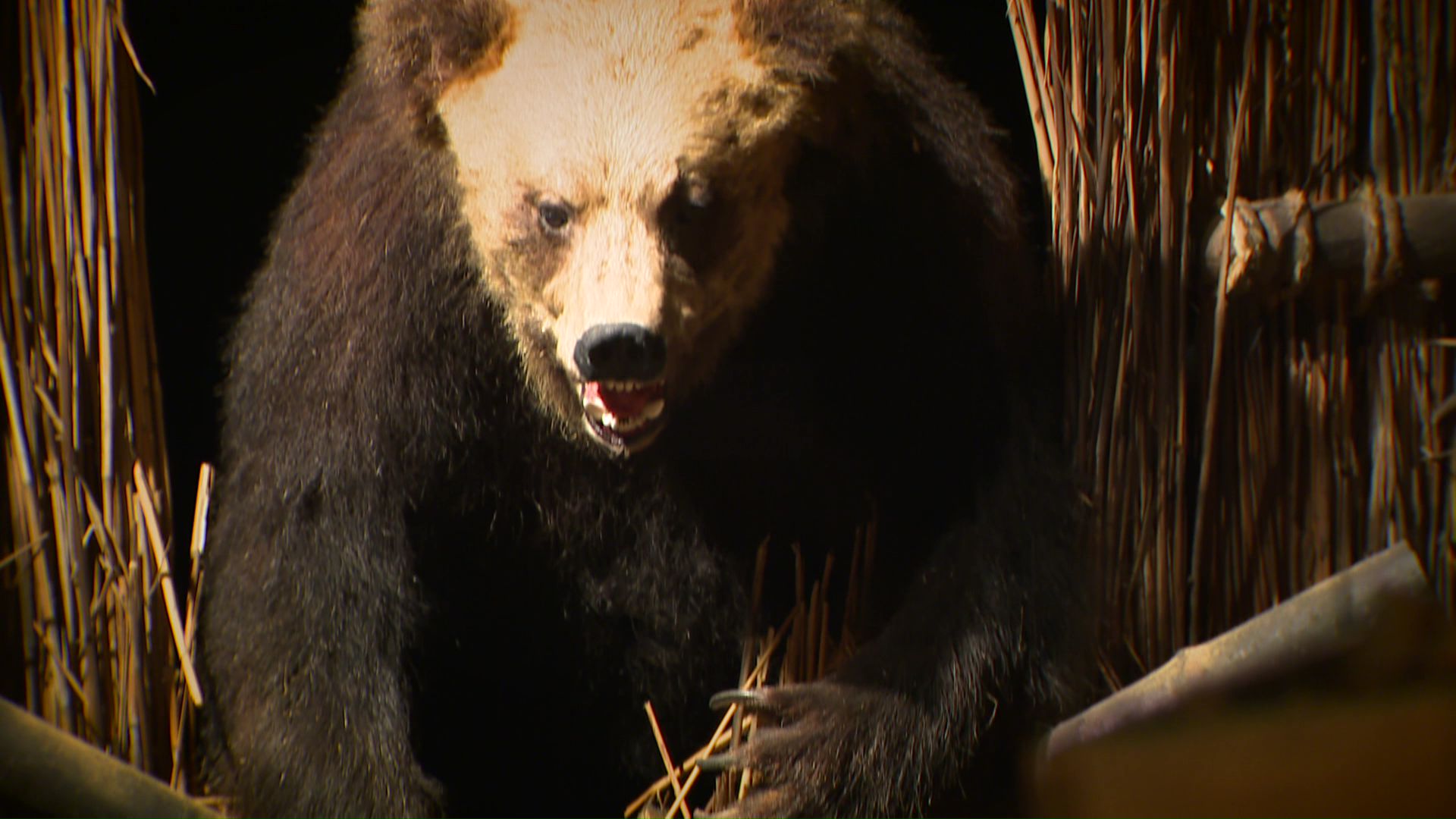 現れたのは体長2.7m、体重340キロのオスのヒグマ