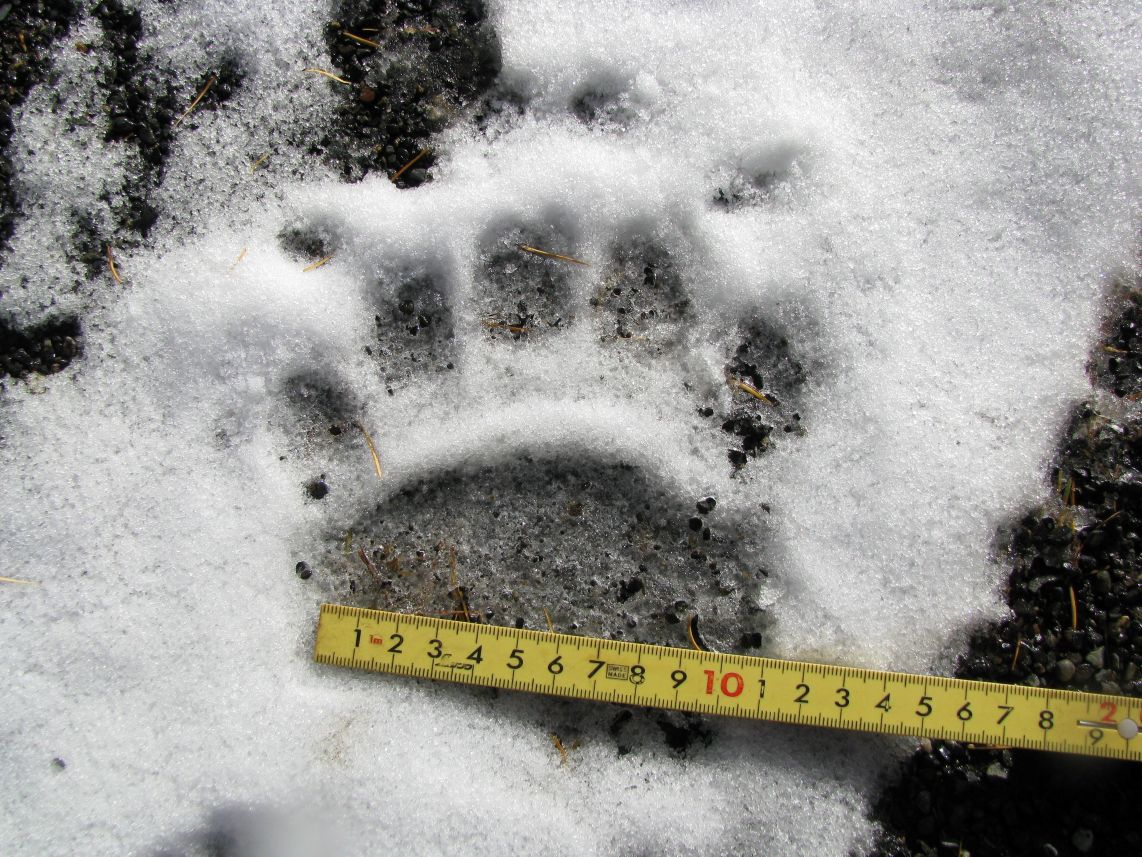 ヒグマの足跡(提供:札幌市)