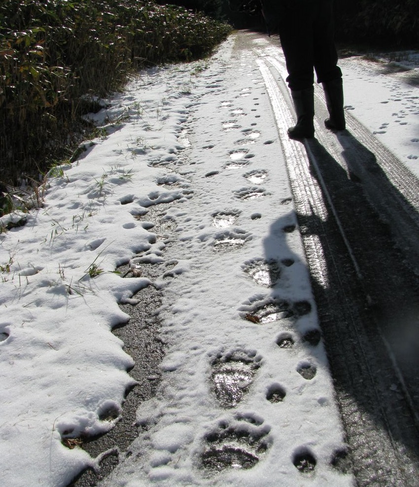 ヒグマの足跡(提供:札幌市)