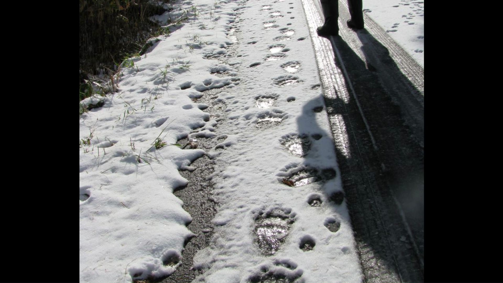 点々と続く(提供:札幌市)